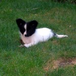 Orville puppy in grass